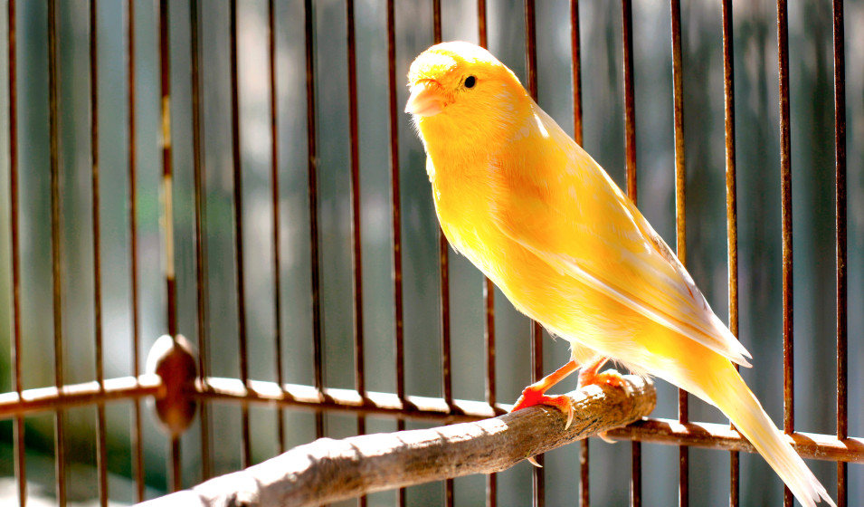 Meilleures cages pour oiseaux : notre choix