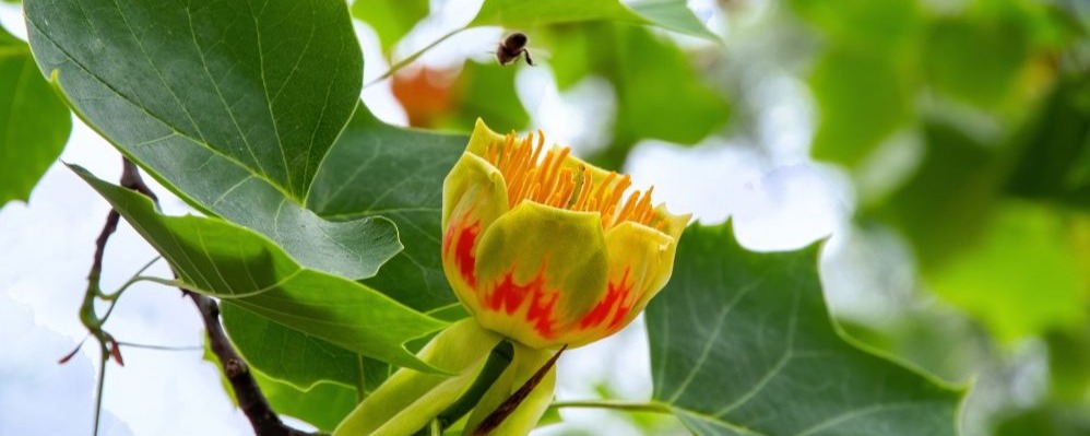 Le tulipier de Virginie