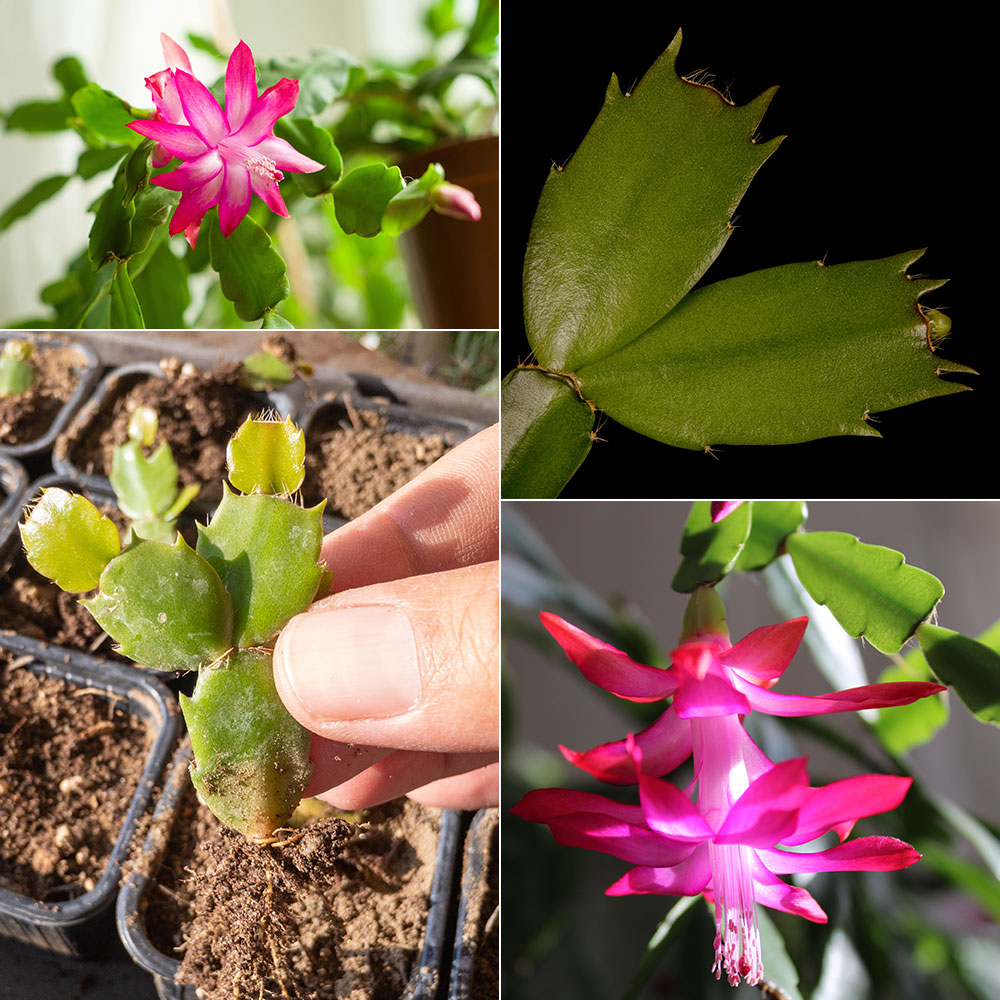 1 - Fleur et cladodes aux bords arrondis du cactus de Noël (Schlumbergera x buckleyi) / 2 : Gros plan d'un cladode de Schlumbergera truncata avec ses dents acérées / 3 - Le bouturage du cactus de Noël est très facile à réussir / 4 - La double fleur du cactus de Thanksgiving 