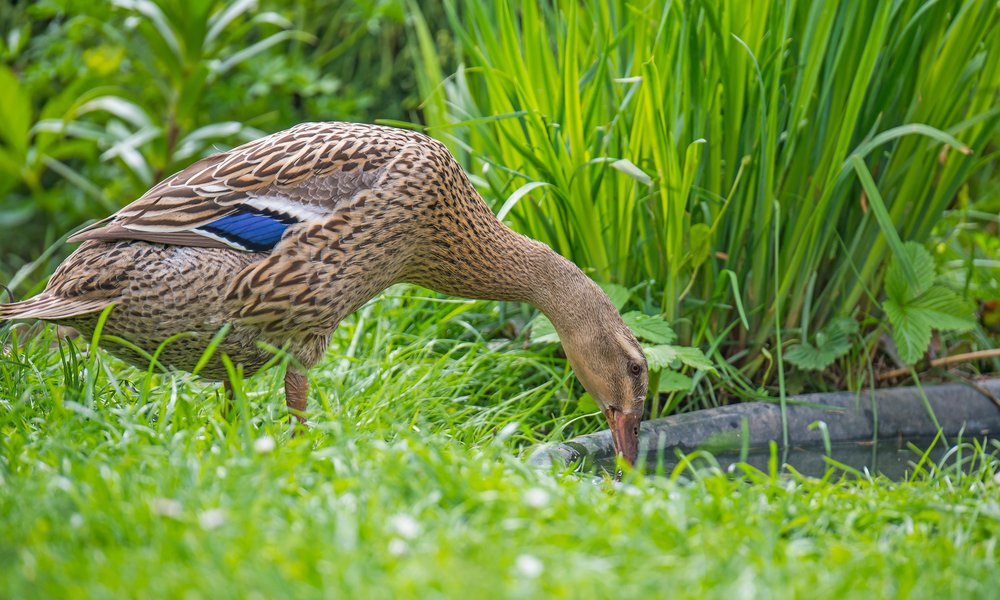 Pour que vos canards aient plus d'assiduité dans la chasse à la limace, nourrissez-les après le passage au potager