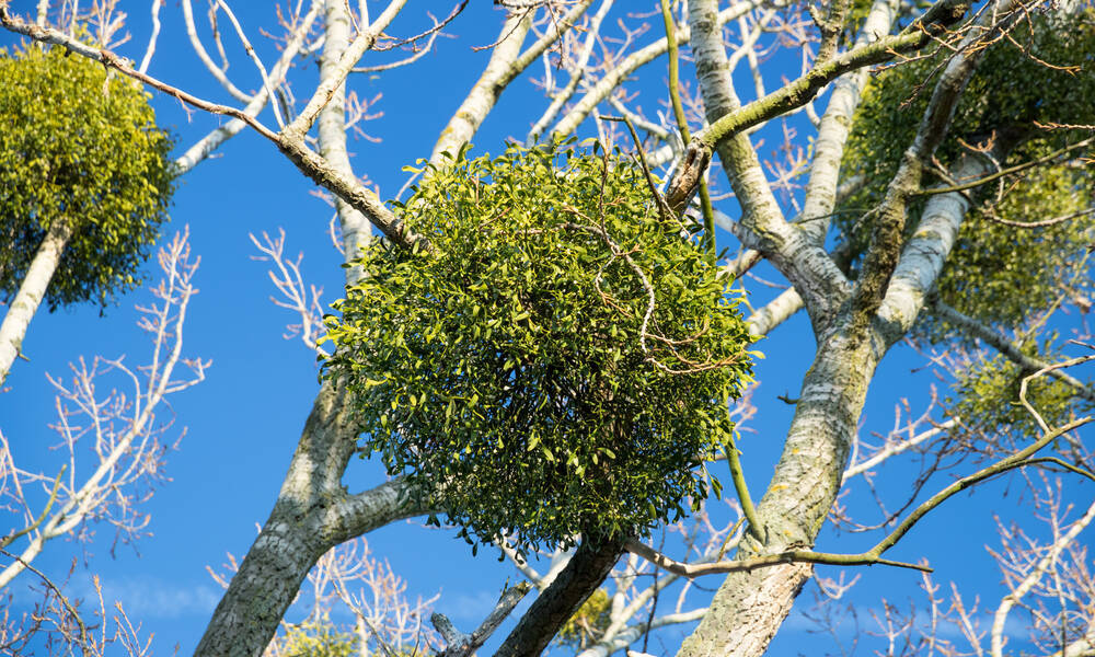 Une boule verte et toute ronde 