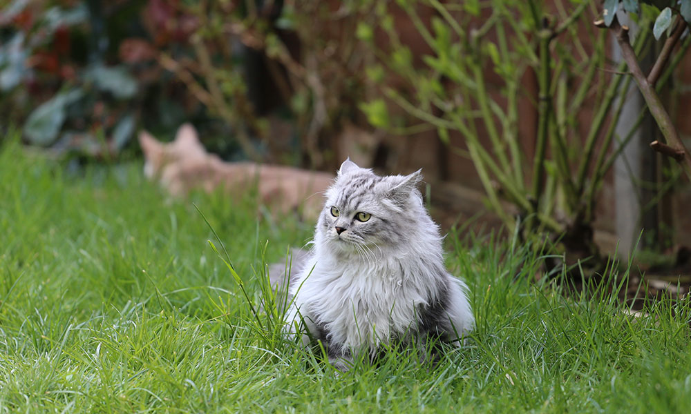 Le persan est un chat pantouflard qui cherchera le confort de la maison que les escapades en pleine nature