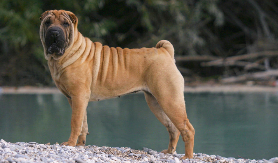 Un chien shar pei dans la nature debout au bord d'un lac 