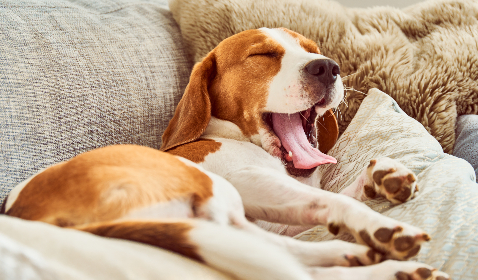 comprendre son chien 5