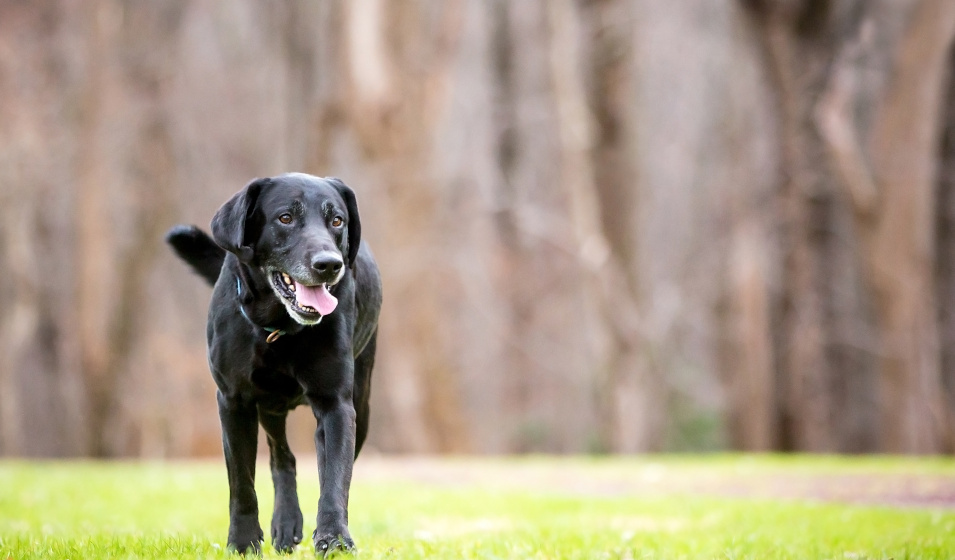 Un chien labrador retriever noir senior marche sur l'herbe