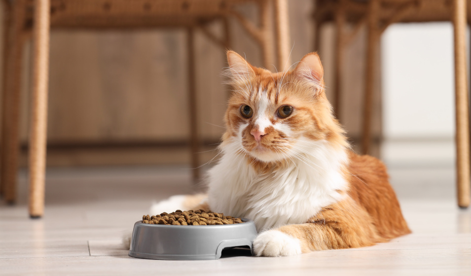 Le chat apprécie de manger dans une gamelle bien propre ! 