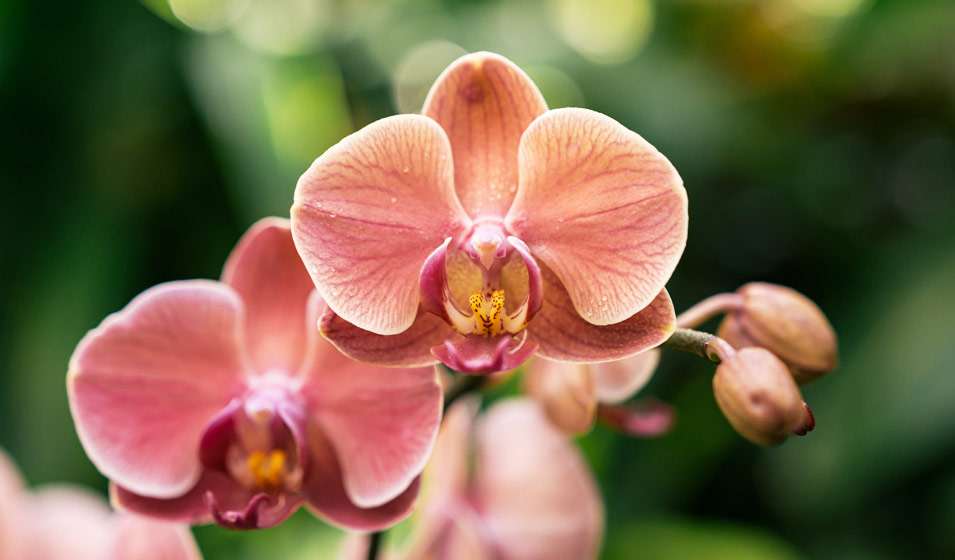L'orchidée bleue : tout savoir sur cette fleur