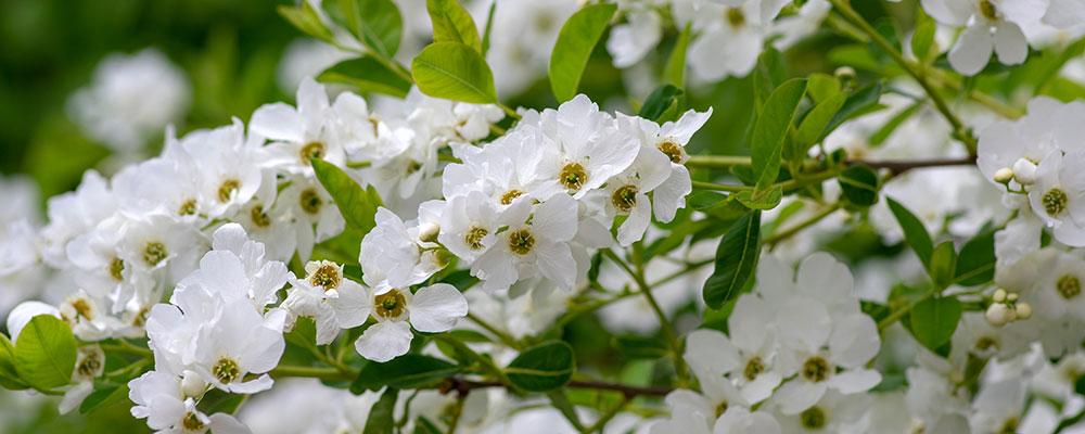  Les feuilles de l'Exochorda racemosa ont un goût particulièrement attirant pour les insectes : c'est un bon moyen de créer un écosystème ! 