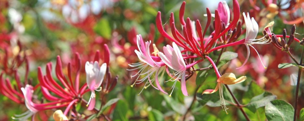 Le chèvrefeuille offre couleur et parfum en plus de son ombre