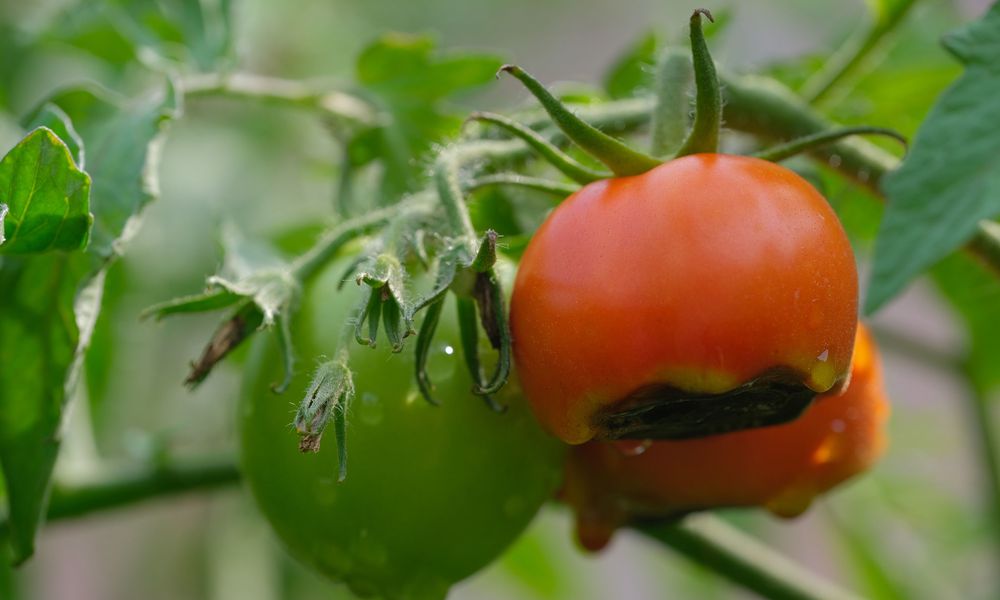 La nécrose apicale des tomates
