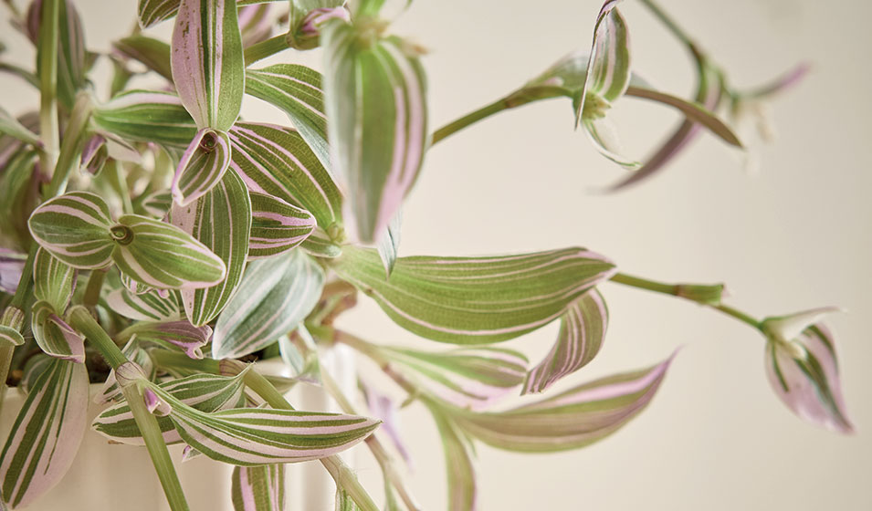 La Tradescantia Zebrina