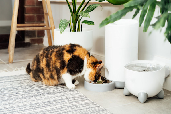 Un chat tricolore mange dans un distributeur automatique à côté d'une fontaine à eau 