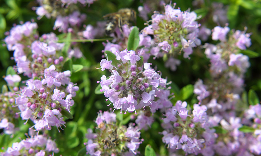 Thym serpolet
