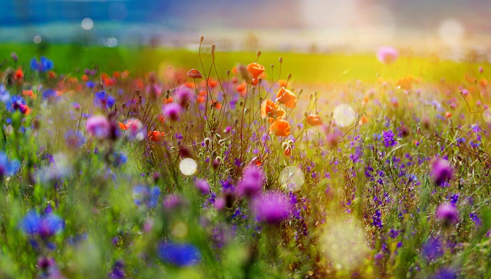 C'est le printemps 