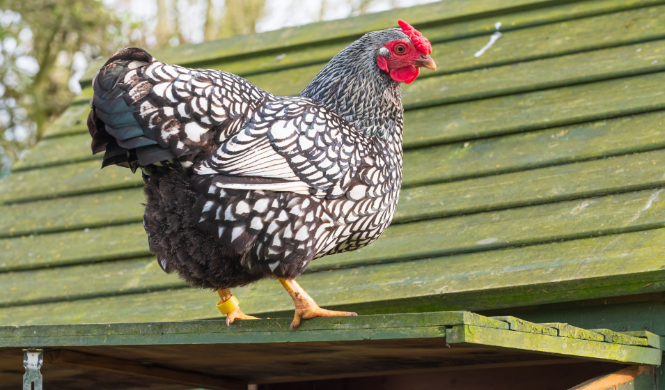 Une poule Wyandotte perchée sur le toit du poulailler