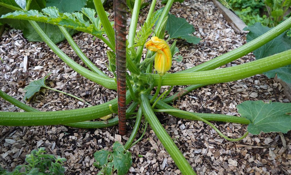 Un plant de courge paillé avec des copeaux de bois 