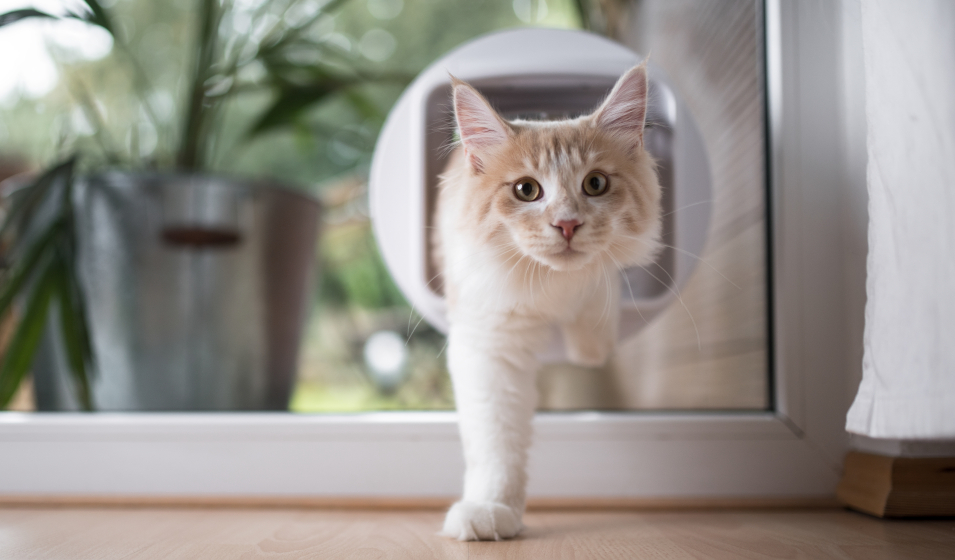demenagement chat 9