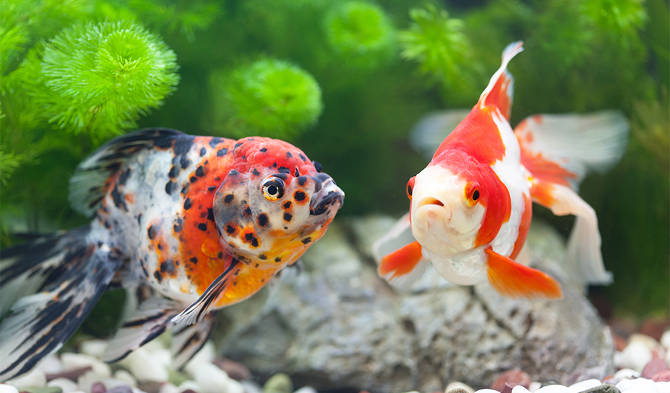 Comment bien accueillir des poissons japonais d'aquarium ? Jardiland