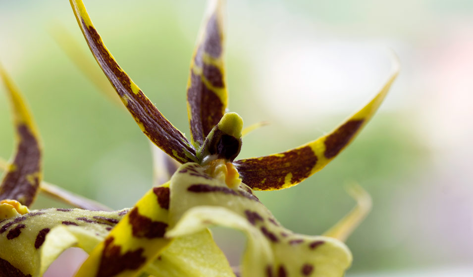 orchidée Brassia