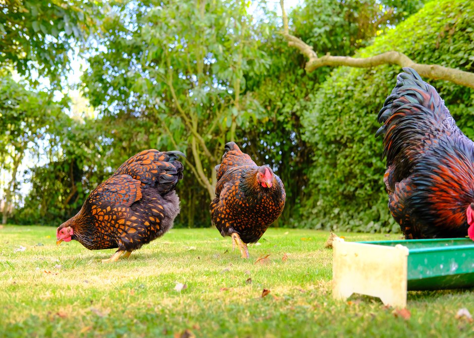Un beau parcours, arboré et enherbé, pour des poules heureuses !