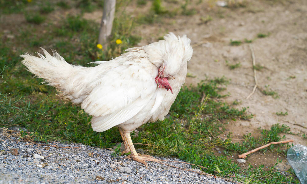 Une poule qui se gratte sans cesse est souvent porteuse de parasites