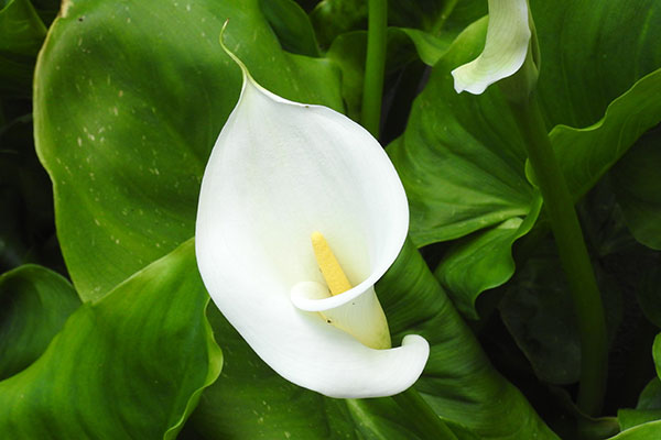 Bractée - Gamm vert