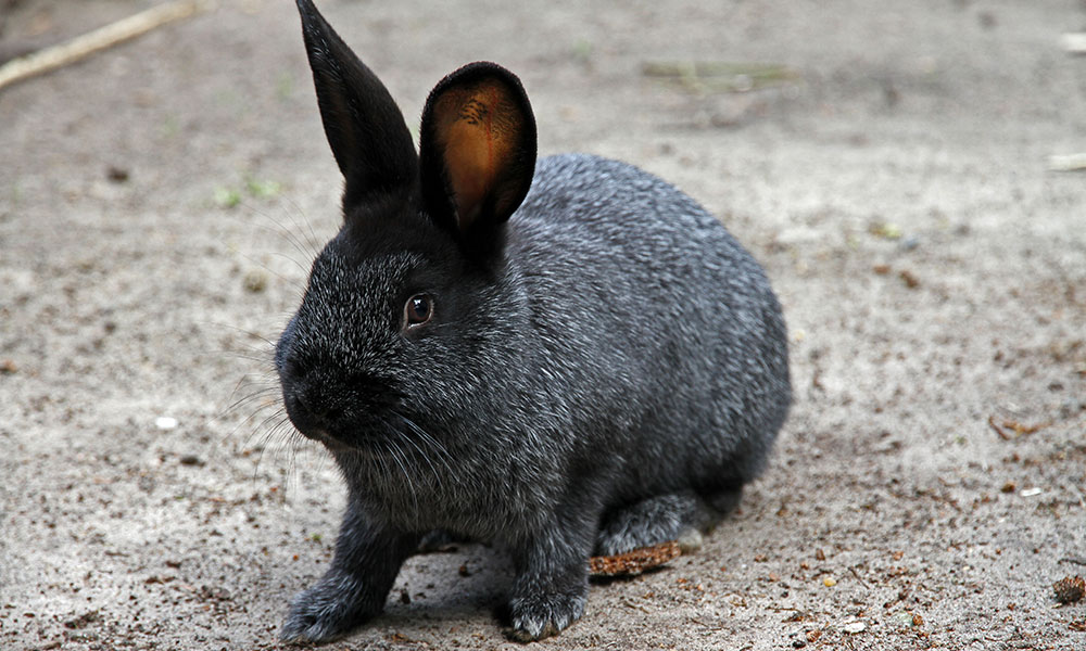 Lapin argentée de Champagne