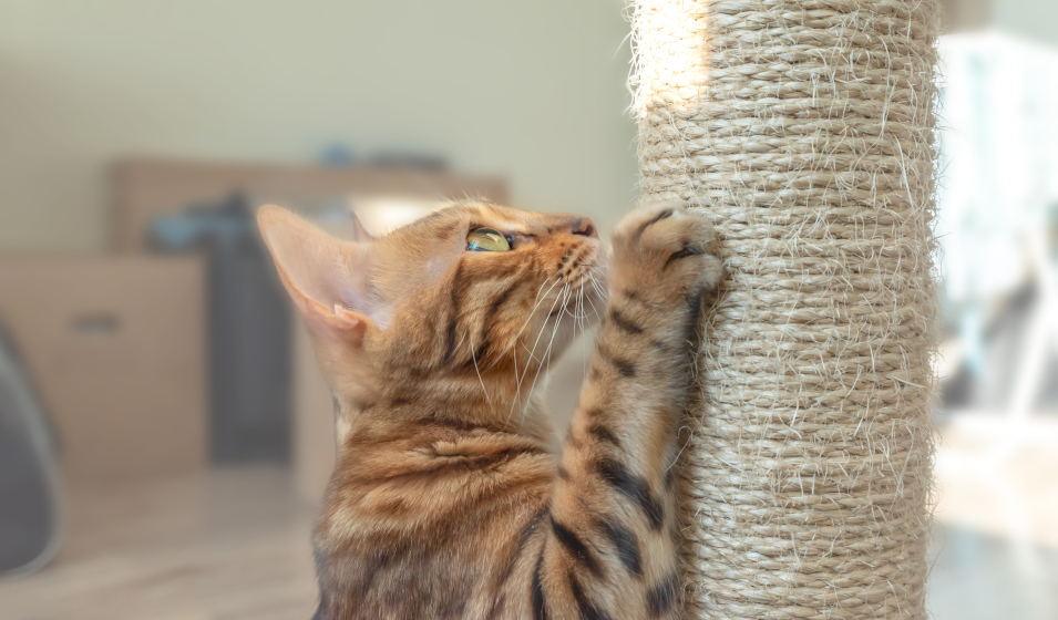 Le matériel adapté au chat