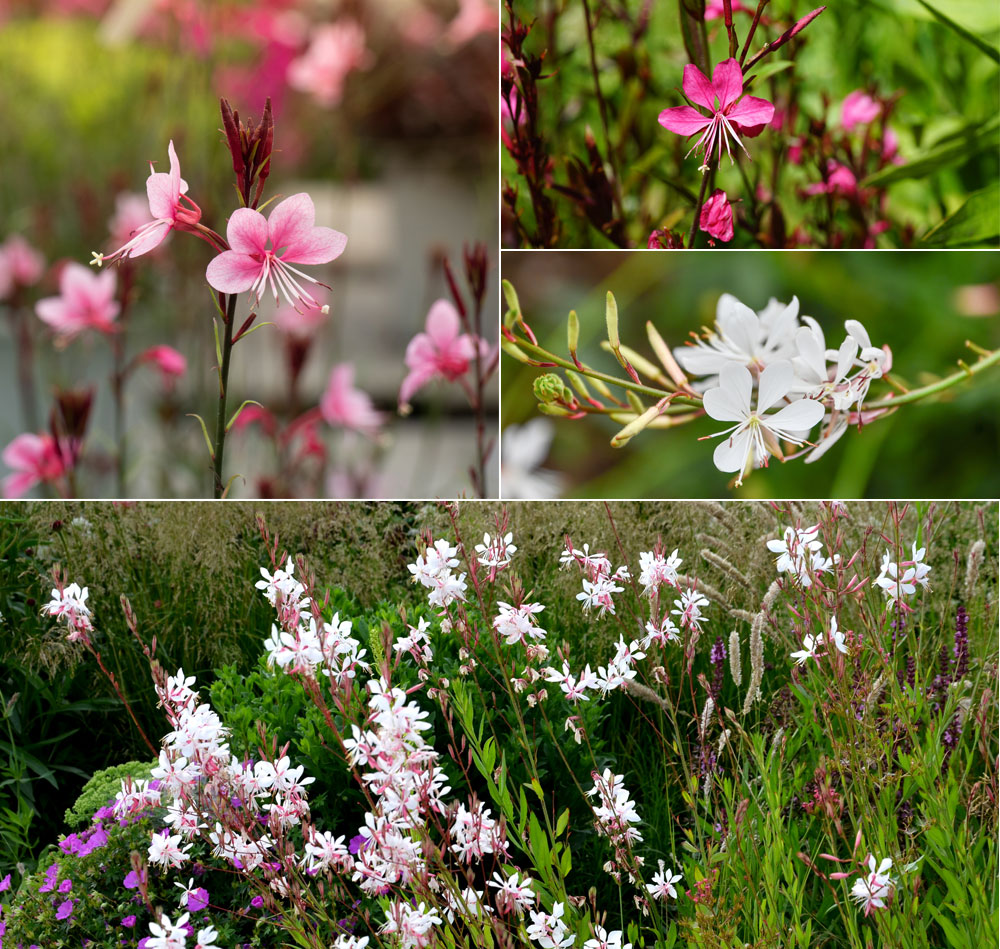 1 - Gaura ‘Siskiyou Pink’ / 2 - Gaura ‘Gaudi Red’ / 3 - Un gaura blanc / 4 - Gaura ‘Summer Breeze’