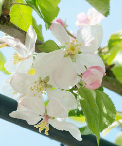 Le pommier d'ornement Malus domestica Jonagold