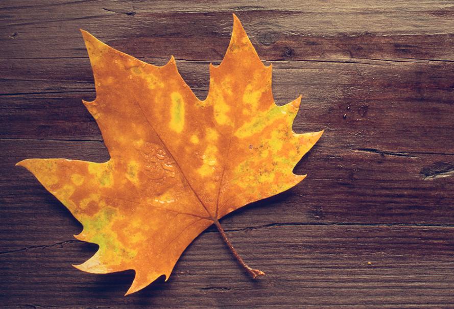 Feuilles mortes