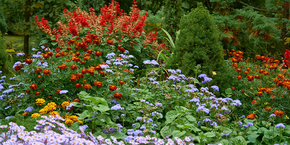 Planter des végétaux à floraison automnale