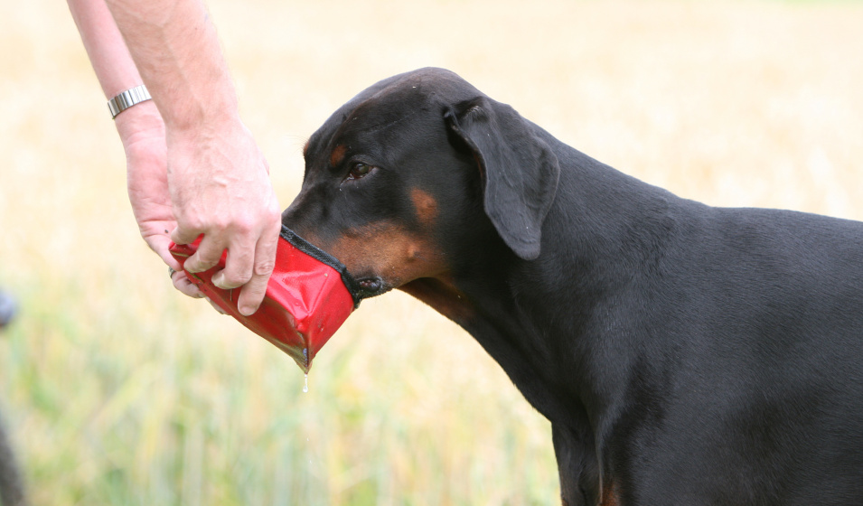 Un chien dobermann boit dans une gamelle de voyage après une balade 