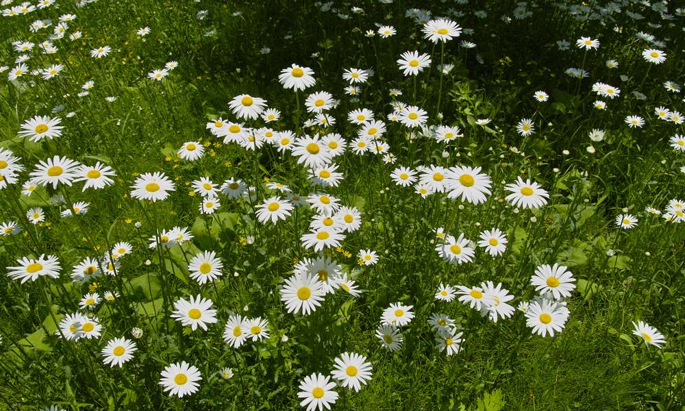 Cette tanaisie est efficace pour éloigner les fourmis
