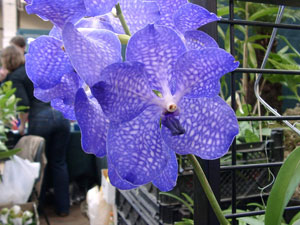 Une Orchidée bleue : Vanda (Photo Gérard Chauvet)