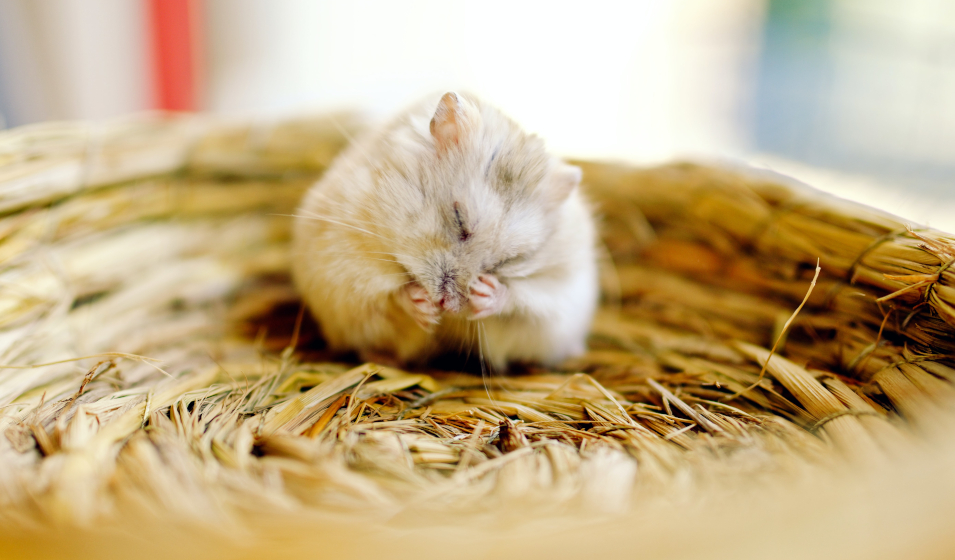 hamster
