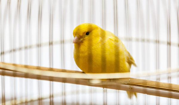 L'aménagement de la cage de votre oiseau - WanimoVéto