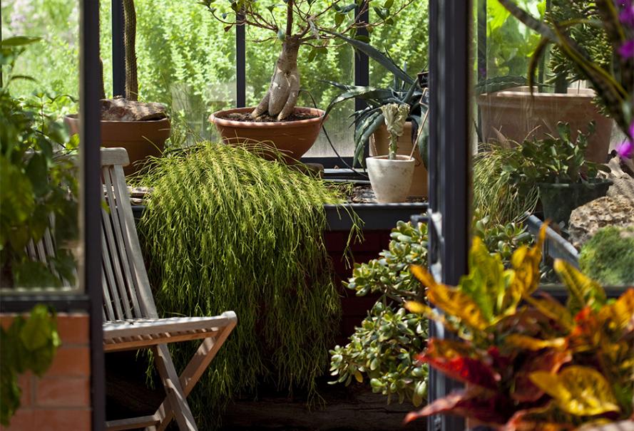 Choisir ses plantes d'intérieur pour la véranda et la serre - Gamm vert