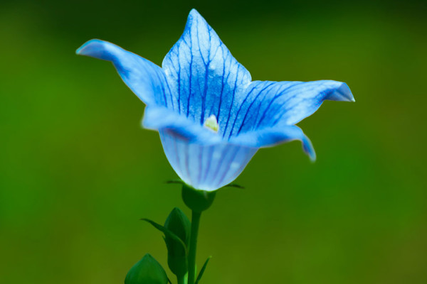 Vivace couvre-sol sans entretien : les campanules (Campanula)