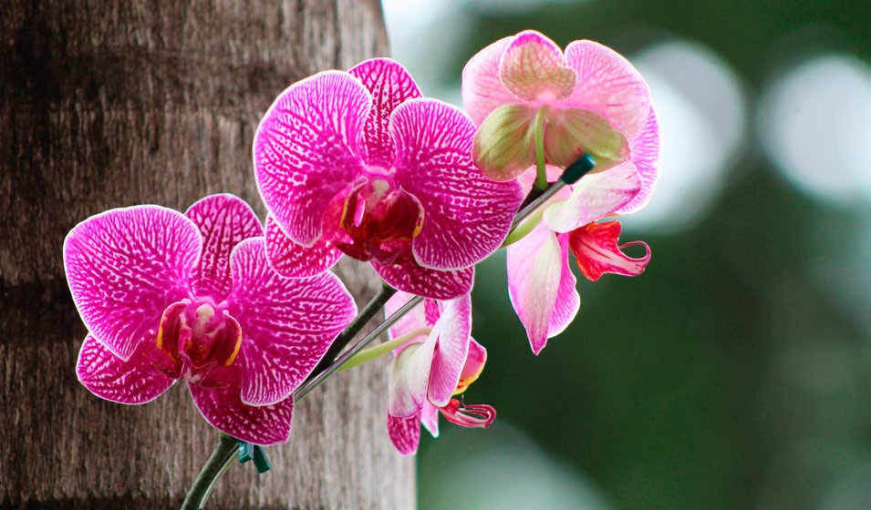 Terreau orchidée