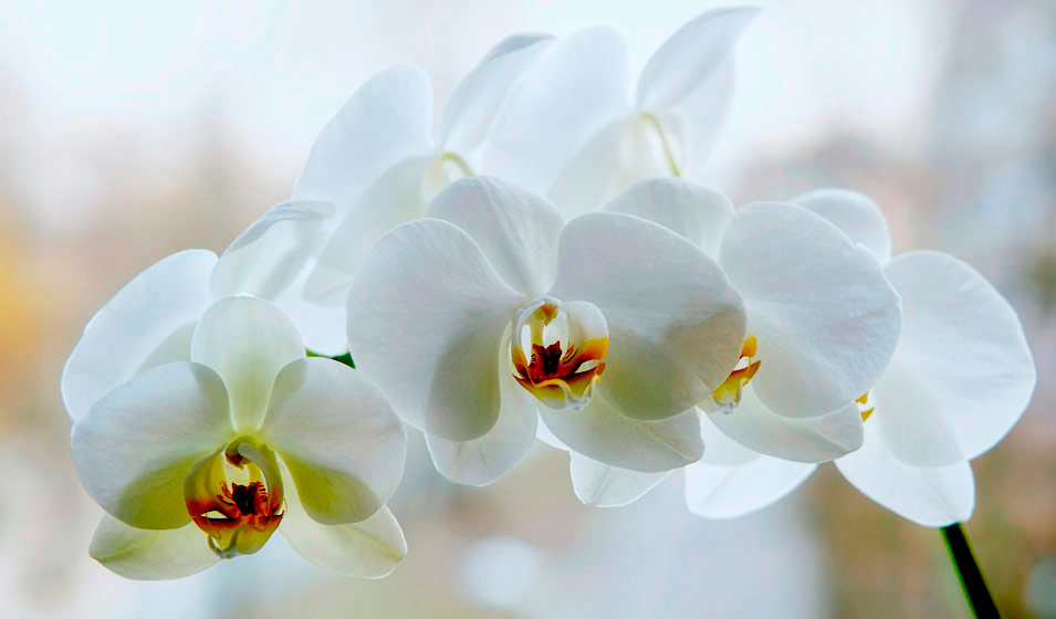 Terreau Orchidées Premium 5L - Favorise Croissance et Floraison