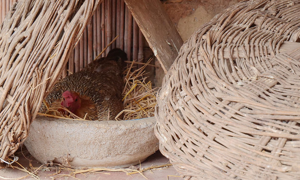 La poule se trouvera un endroit calme pour couver !
