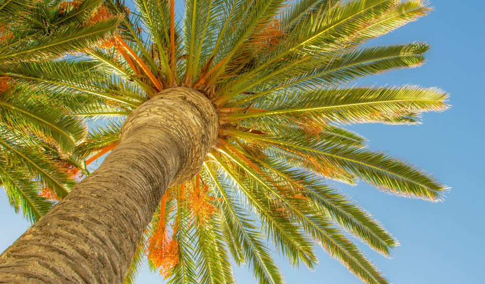 Palmier dattier des canaries : plantation, entretien, croissance - Jardiland