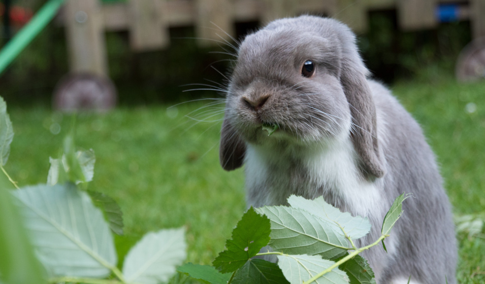 Un lapin nain bélier gris mange des feuilles dans un jardin