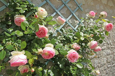 Certains rosiers sont remontants, ils fleurissent 2 fois dans l'année