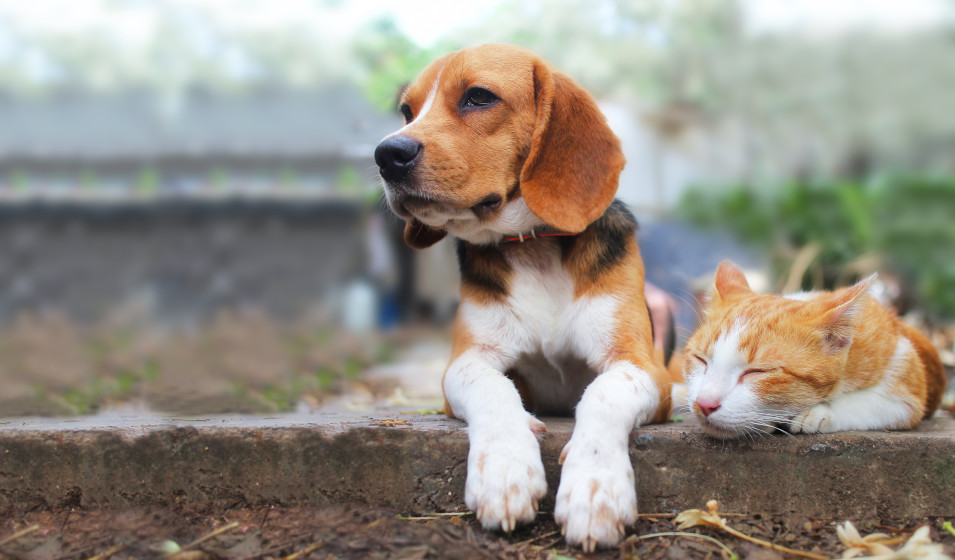 peut-on donner des croquettes pour chat à un chien 2