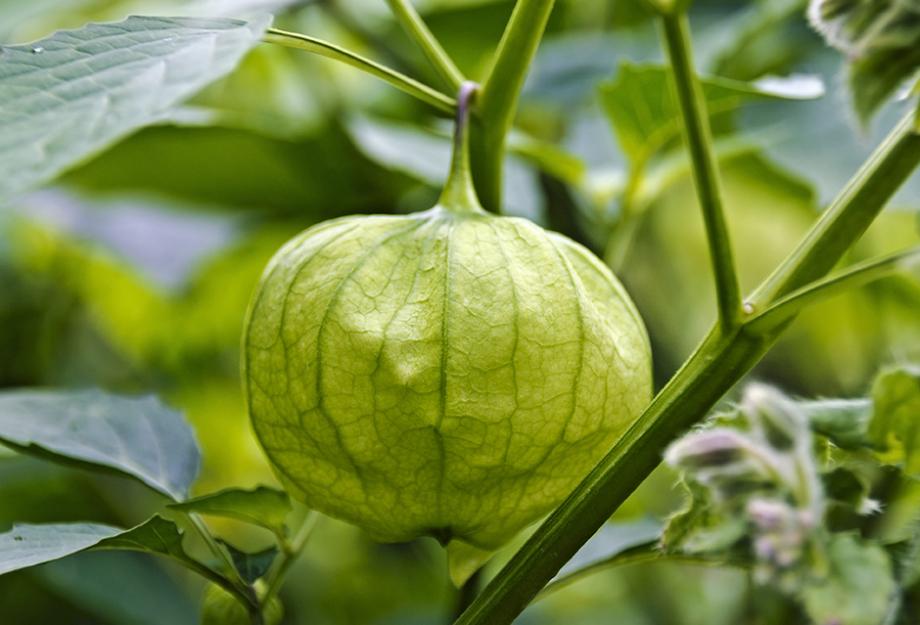 Le tomatillo