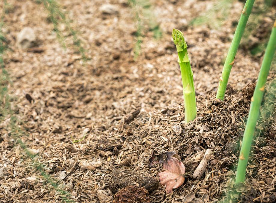 Quel engrais pour les asperges ?