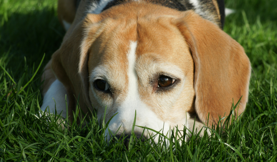 chien