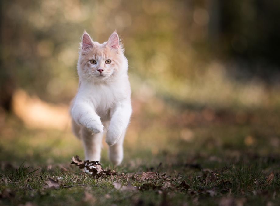 chat